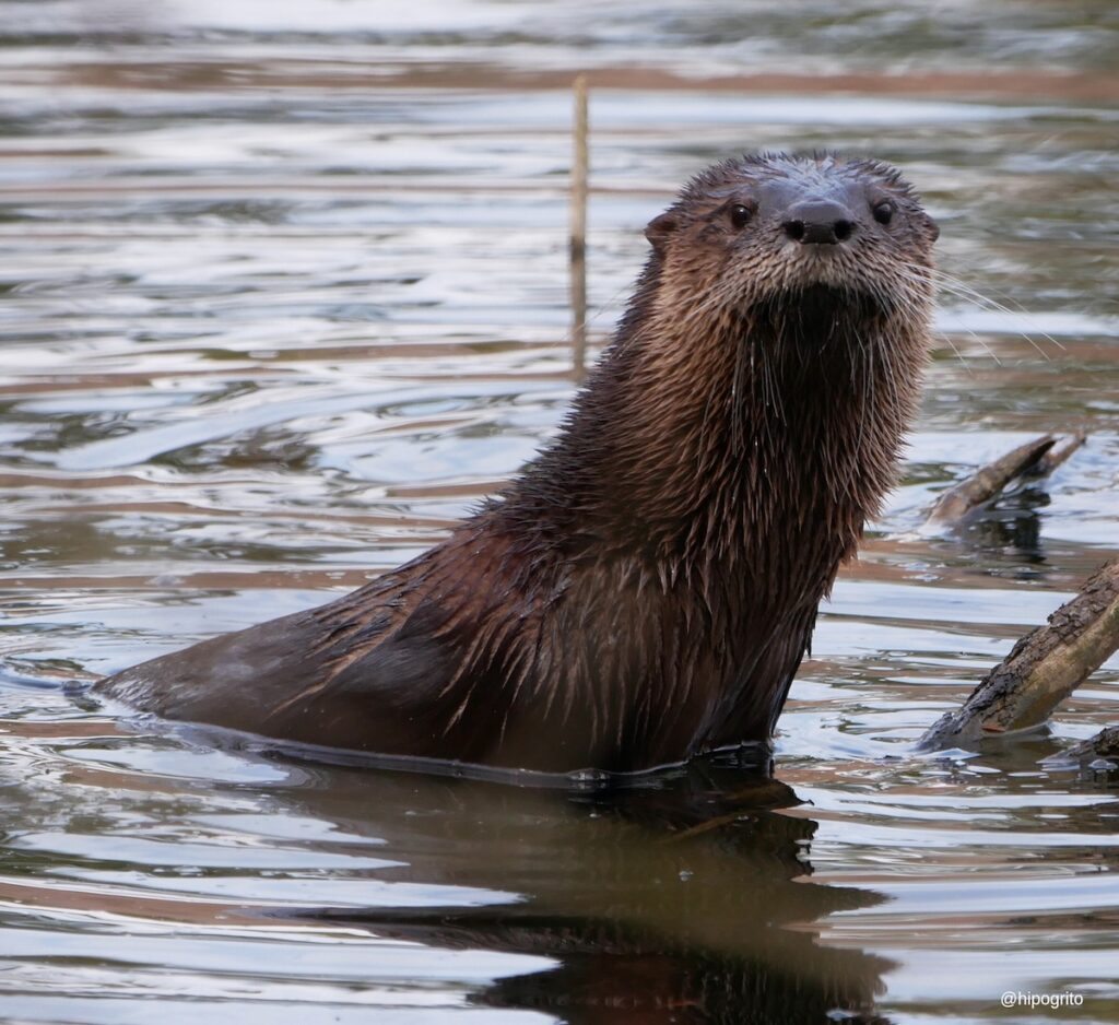 Wildlife potentially affected by the dam failures